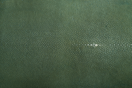 Stingray leather, Celadon Green color, leather for swatchesの写真素材