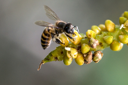 Bee on flower in the garden