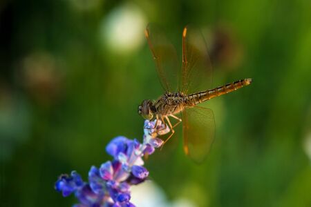 Dragonfly on blue flower in the gardenの写真素材