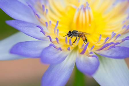 Bee on flower in the garden