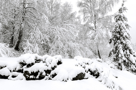 Trees in winter snow stormの写真素材
