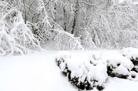 Trees in winter snow stormの写真素材