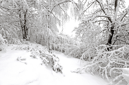 Trees in Winter After Snowfall European Countrysideの写真素材