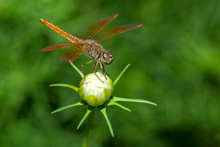 Closeup of dragonfly sitting on flowerの写真素材