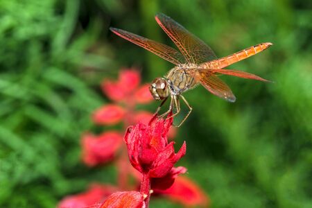 Closeup of dragonfly sitting on red flowerの写真素材