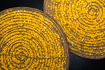 Yellow silkworm soft cocoon from Thailandの写真素材