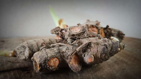 close up old turmeric sprouting leaves.の写真素材