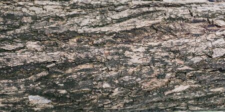 Tree bark background.