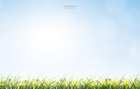 Outdoor background of green grass field with soft light and blue sky background. Vector illustration.のイラスト素材