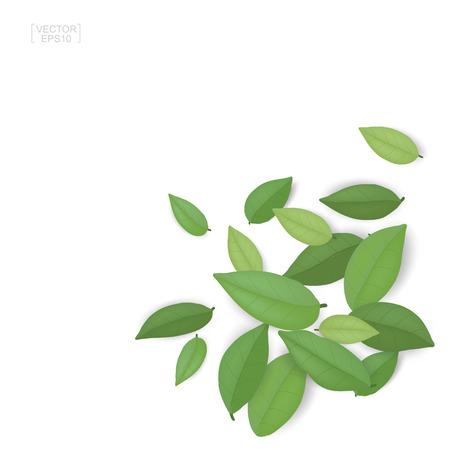 Green leaves isolated on white background. Vector illustration.のイラスト素材