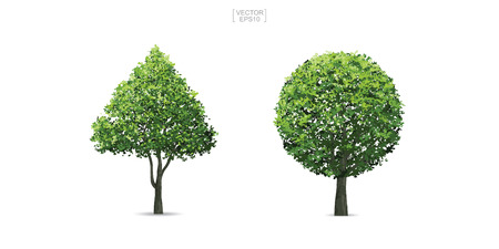 Collection of tree isolated on white background. Natural object for landscape design, architectural decoration, park and outdoor graphic. Vector illustration.のイラスト素材