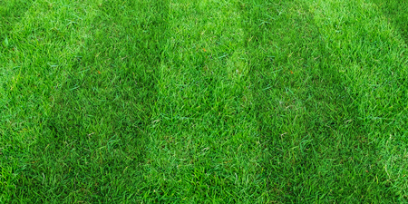 Green grass field pattern background for soccer and football sports. Green lawn pattern and texture...