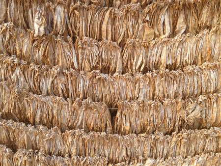 Curing Burley Tobacco. Tobacco leaves drying. Tobacco leaves to incubate tobacco leaves naturally. Snap photography shot by smartphone.の写真素材