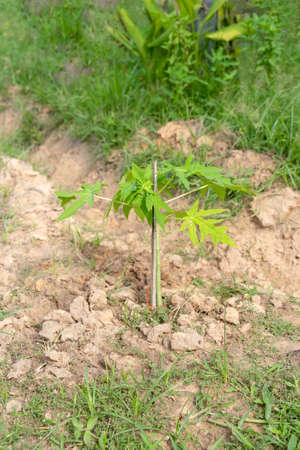 Young Carica papaya trees (Papaya), herbaceous plantの写真素材