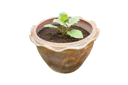 A small tree plantation in "Terra Cotta" pot isolated on whiteの写真素材