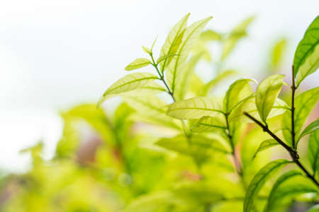 Beautiful green leaves with sunlight. Natural green background with selective focus.の写真素材