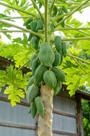 Papaya fruit on papaya tree in backyard. Green papaya on tree.の写真素材