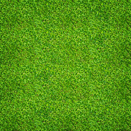 Green grass background. Green lawn pattern and texture. Close up.の写真素材