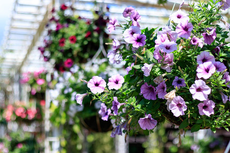 Beautiful petunia flowers in the garden.の写真素材