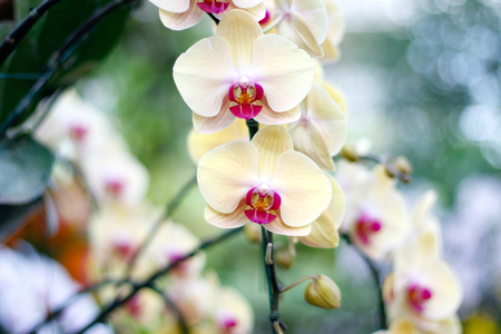 beautiful yellow orchidの写真素材