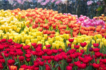 Colorful tulip in the garden.の写真素材