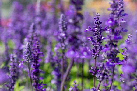 Beautiful lavender flower.の写真素材