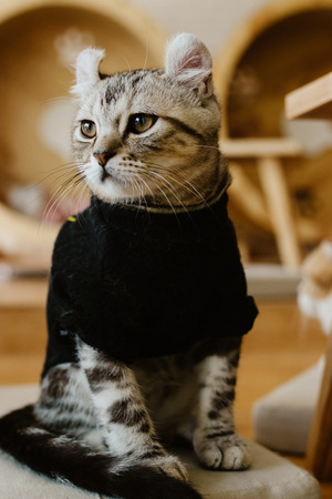 Cute little cat sitting on the carpet.の写真素材