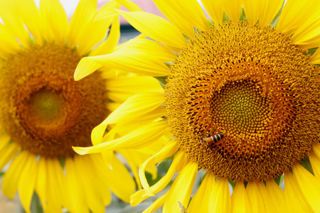 Sunflower with beeの写真素材