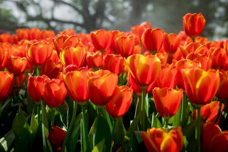 Fresh orange tulips in the garden.