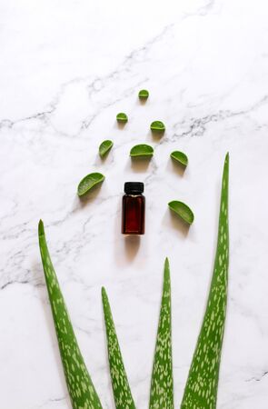 Top view of fresh aloe vera leaves. spa background concept.の写真素材