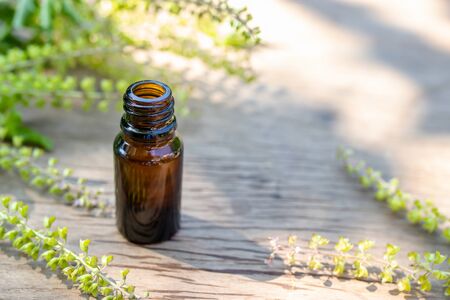 Essential oil of Basil and herbal medicine have a natural background.の写真素材