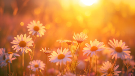 Tranquil Sunset Over Daisies in a Golden Meadow.Created with Generative AI technology.の素材