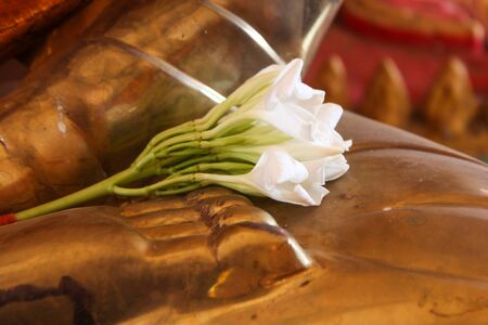 worship flower to buddhaの写真素材