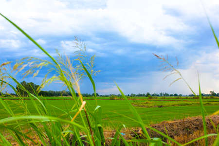 The nature  of the agriculturalの写真素材