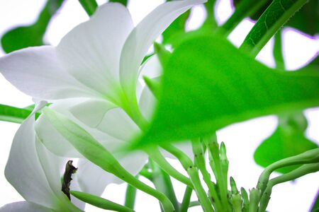 plumeria flowerの写真素材