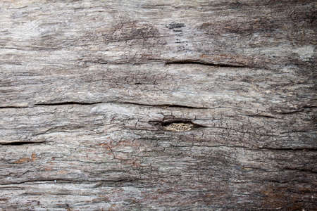 wood texture backgroundの写真素材