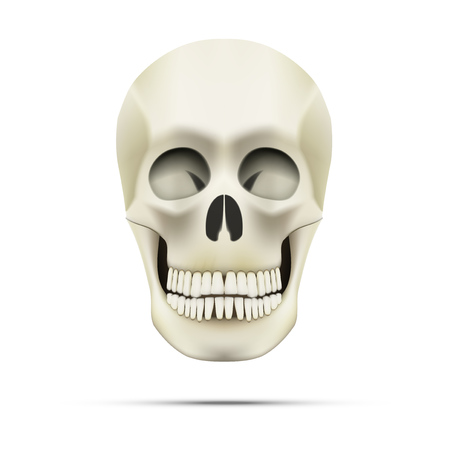 Realistic Human Skullのイラスト素材