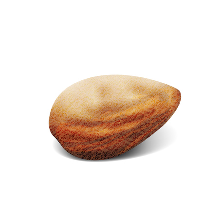 Realistic Natural Almonds Macro Background. EPS10 Vectorのイラスト素材