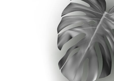 Black And White Monstera Leaf Abstract Backgroundのイラスト素材