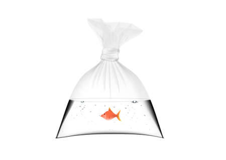Golden Fish In Transparent Plastic Bag Full Of Water.  Vectorのイラスト素材