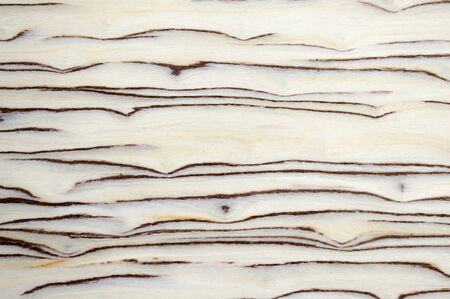 High quality closeup birch burl wood grain texture, natural pattern background for design art work or add text.の写真素材