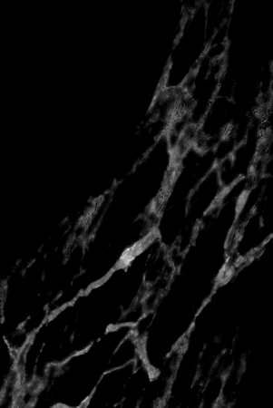 Black marble texture background, Detailed genuine marble from nature, Can be used for creating abstract marble surface effect to your designs or images.の写真素材