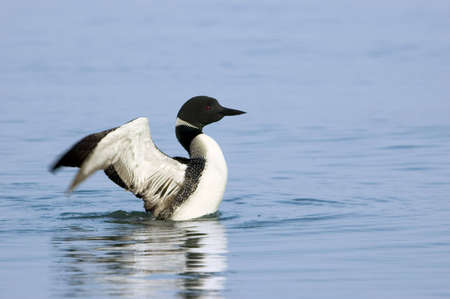 Common Loon Drying Wingsの写真素材
