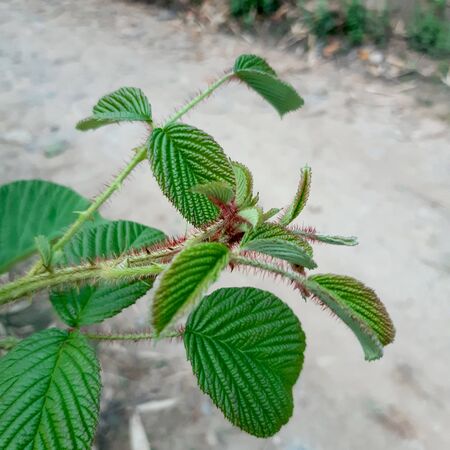 Yellow ripe berry fruits plantの写真素材