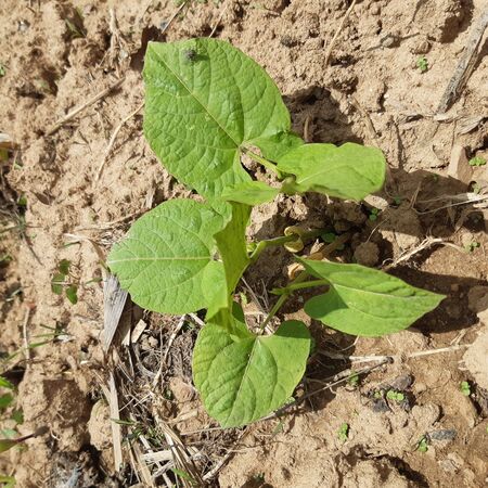 Beans greens plantの写真素材