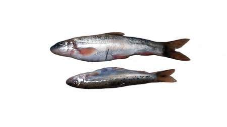 Two fresh trout fish isolated on white background. Healthy food concept. Asala Fish on Nepal.の写真素材