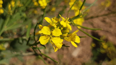 Rape blossoms in the field, closeup of yellow flowersの写真素材