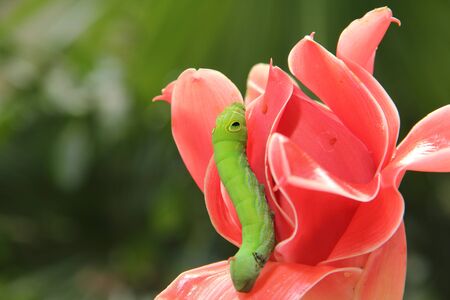 green worm on red flower.の写真素材