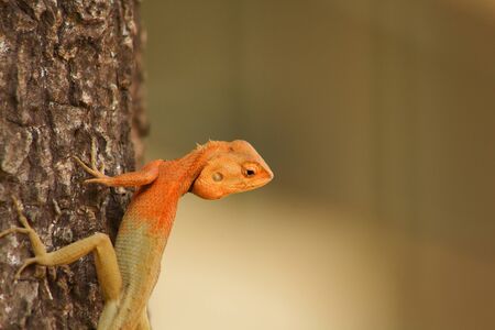 portrait of a bearded dragon on the tree の写真素材