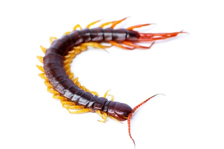 closeup of one brown centipede on white background